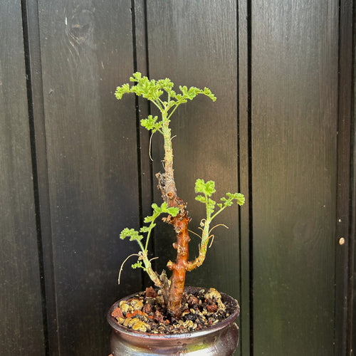 Pelargonium Alternans - 12cm