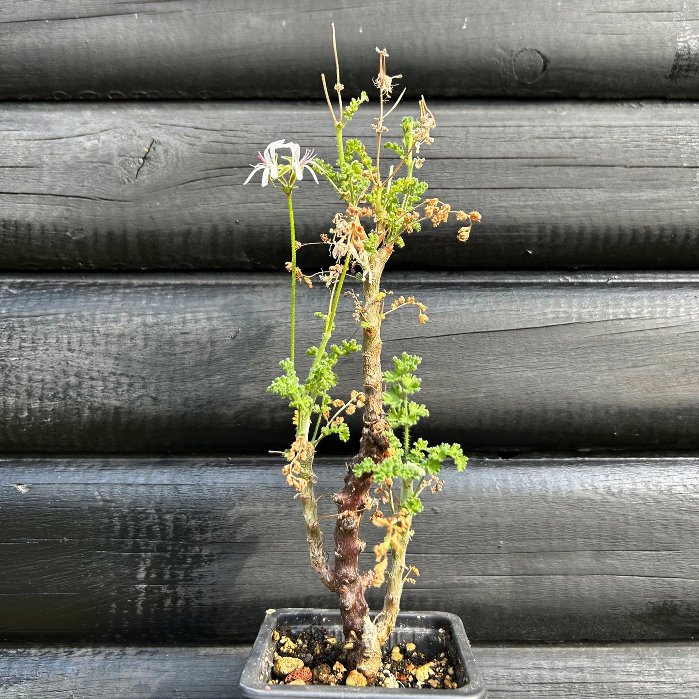 Pelargonium Alternans - 12cm