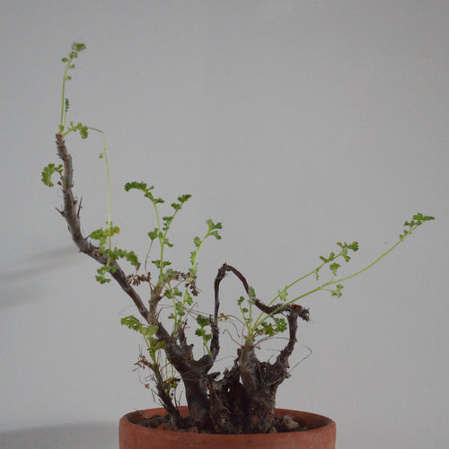Pelargonium Alternans