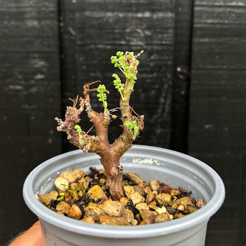 Pelargonium Alternans