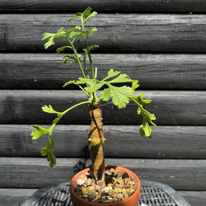 Pelargonium Carnosum