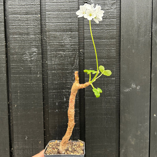 Pelargonium Cotyledonis