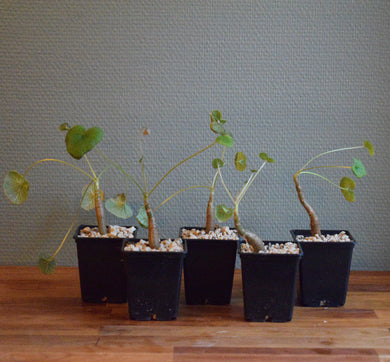 Pelargonium Cotyledonis - små