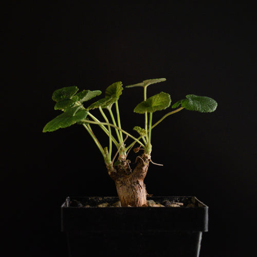 Pelargonium Cotyledonis - lille