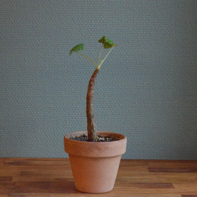 Pelargonium Cotyledonis - mellem