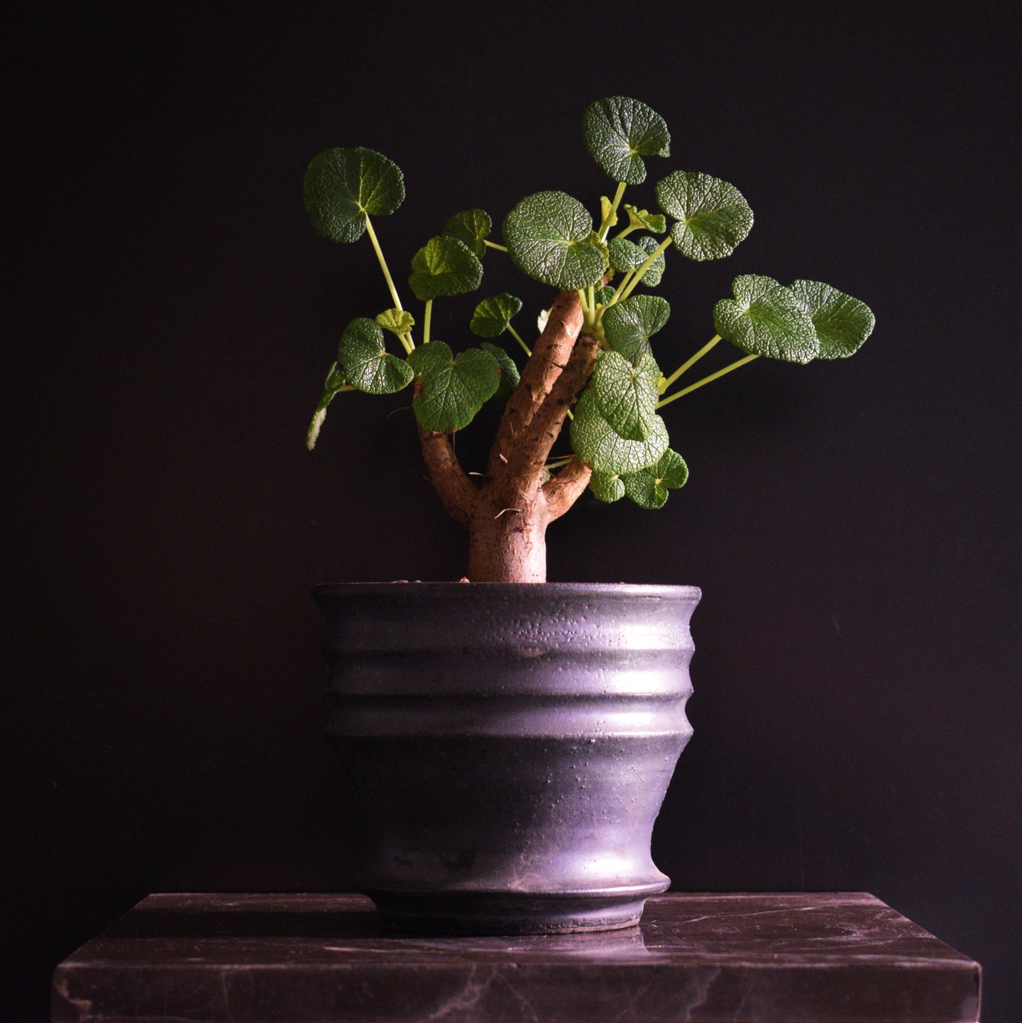 Pelargonium Cotyledonis - mellem