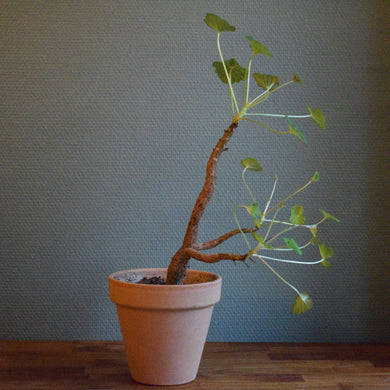 Pelargonium Cotyledonis - stor