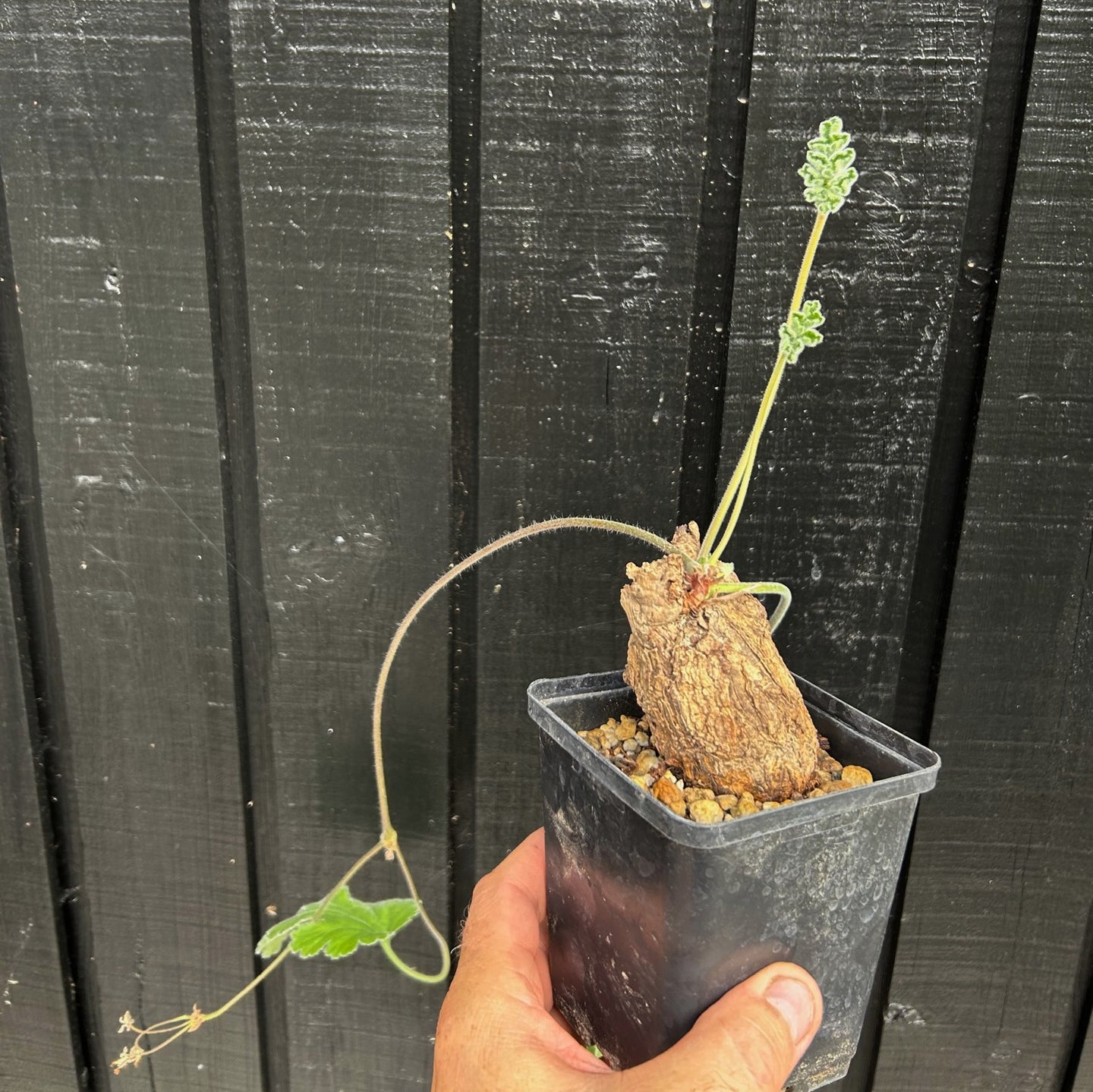 Pelargonium Lobatum