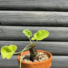 Pelargonium Lobatum