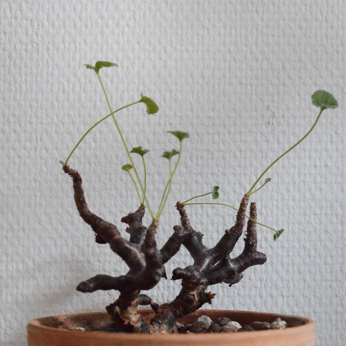 Pelargonium Mirabile - stor