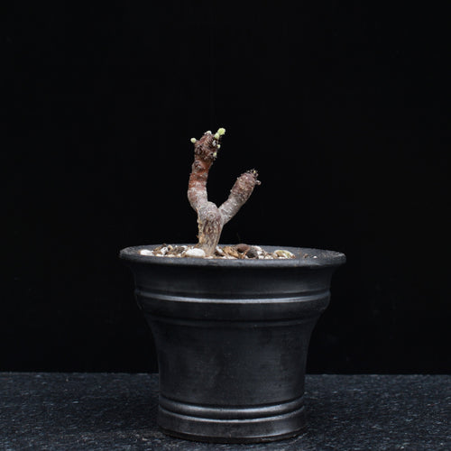 Pelargonium Mirabile