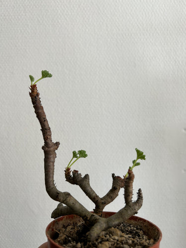 Pelargonium Mirabile 15cm høj