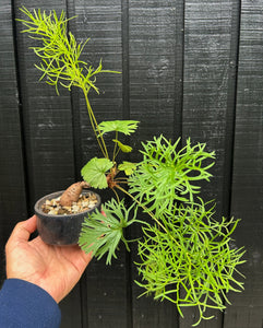 Pelargonium Sp.
