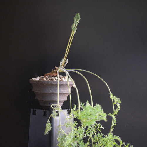 Pelargonium Triste 3-4cm caudex