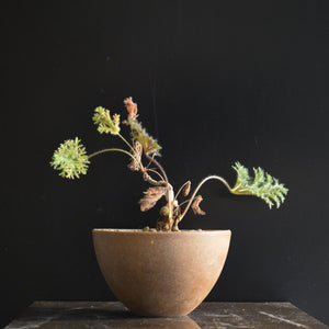 Pelargonium Triste - lille