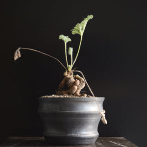 Pelargonium Triste - medium