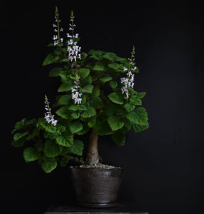 Plectranthus Ernstii - høj