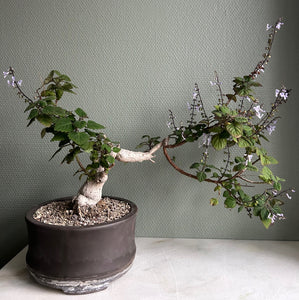 Gammel Plectranthus Ernstii