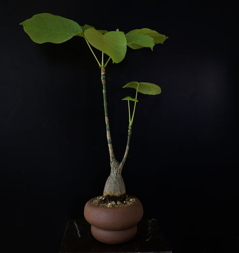 Bombax Ellipticum