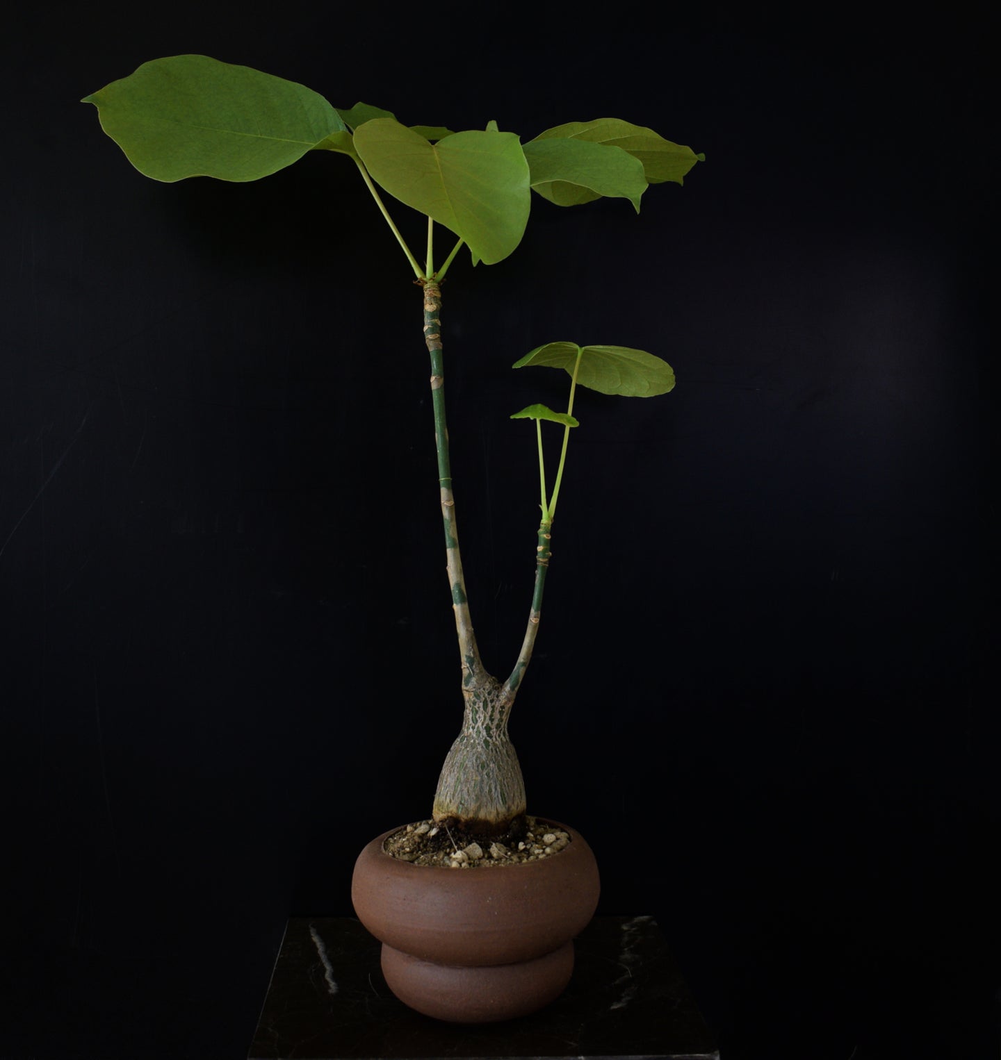 Bombax Ellipticum