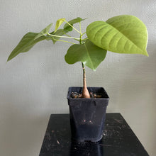 Pseudobombax Ellipticum - frøplanter