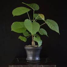 Pseudobombax Ellipticum - frøplanter