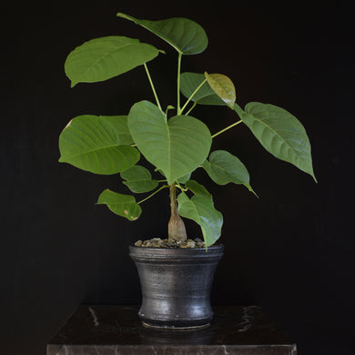 Pseudobombax Ellipticum - frøplanter