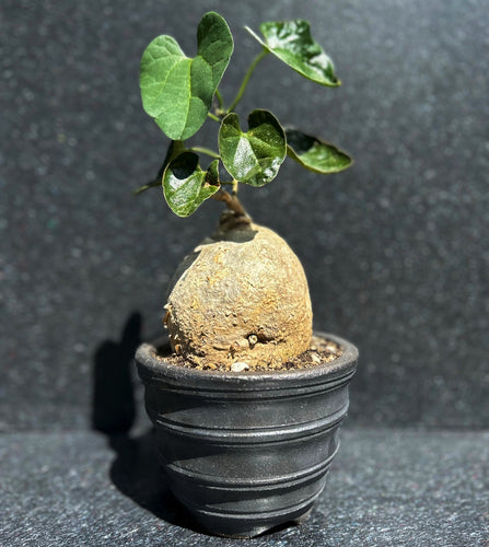 Pyrenacantha Malvifolia