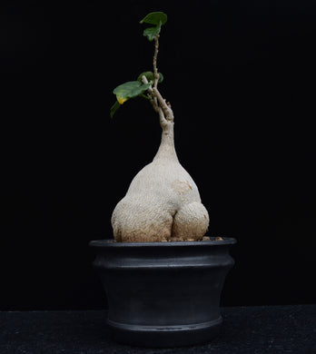Pyrenacantha Malvifolia