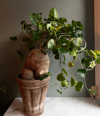 Pyrenacantha Malvifolia