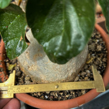 Pyrenacantha Malvifolia