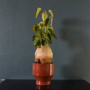 Pyrenacantha Malvifolia - stor