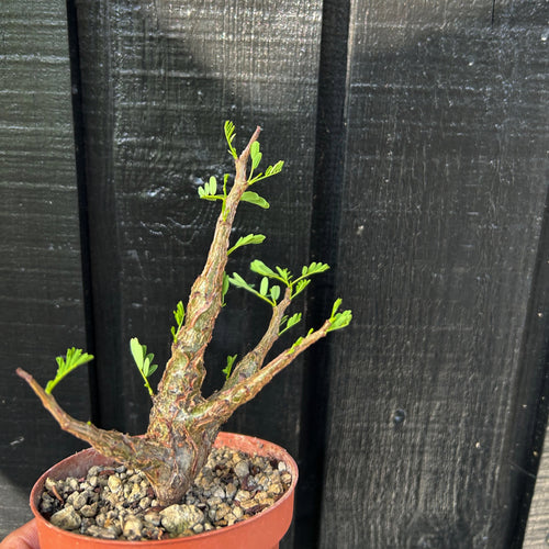 Senna Meridionalis - medium
