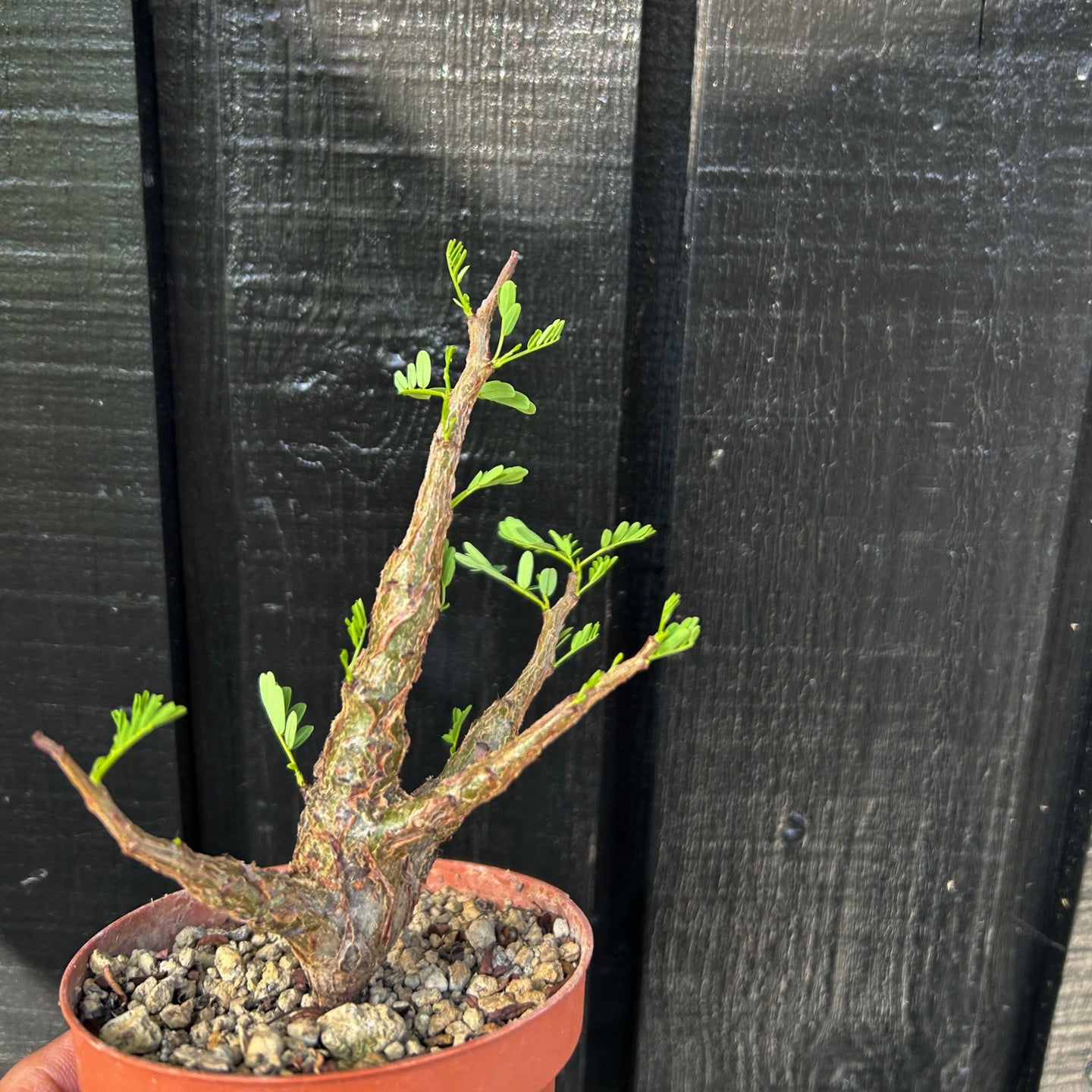 Senna Meridionalis - medium