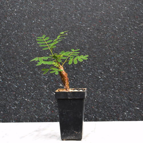 Senna Meridionalis - mellem