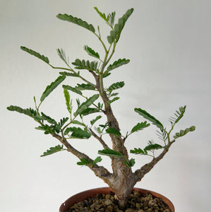 Senna Meridionalis - mellem