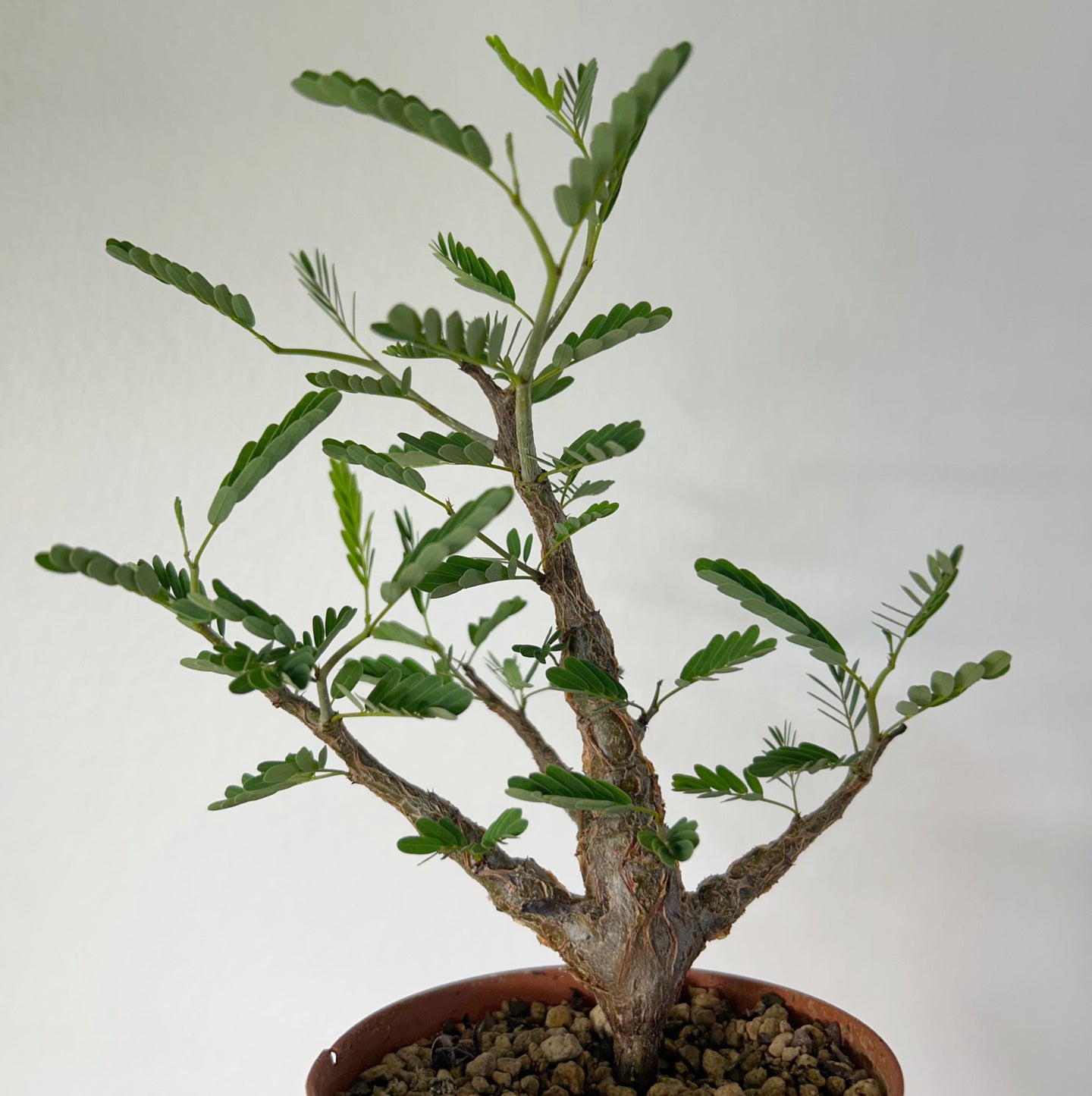 Senna Meridionalis - mellem