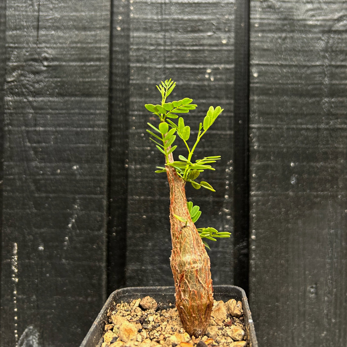 Senna Meridionalis - 15cm