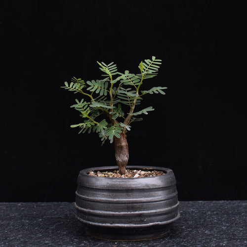 Senna Meridionalis - 10cm høj