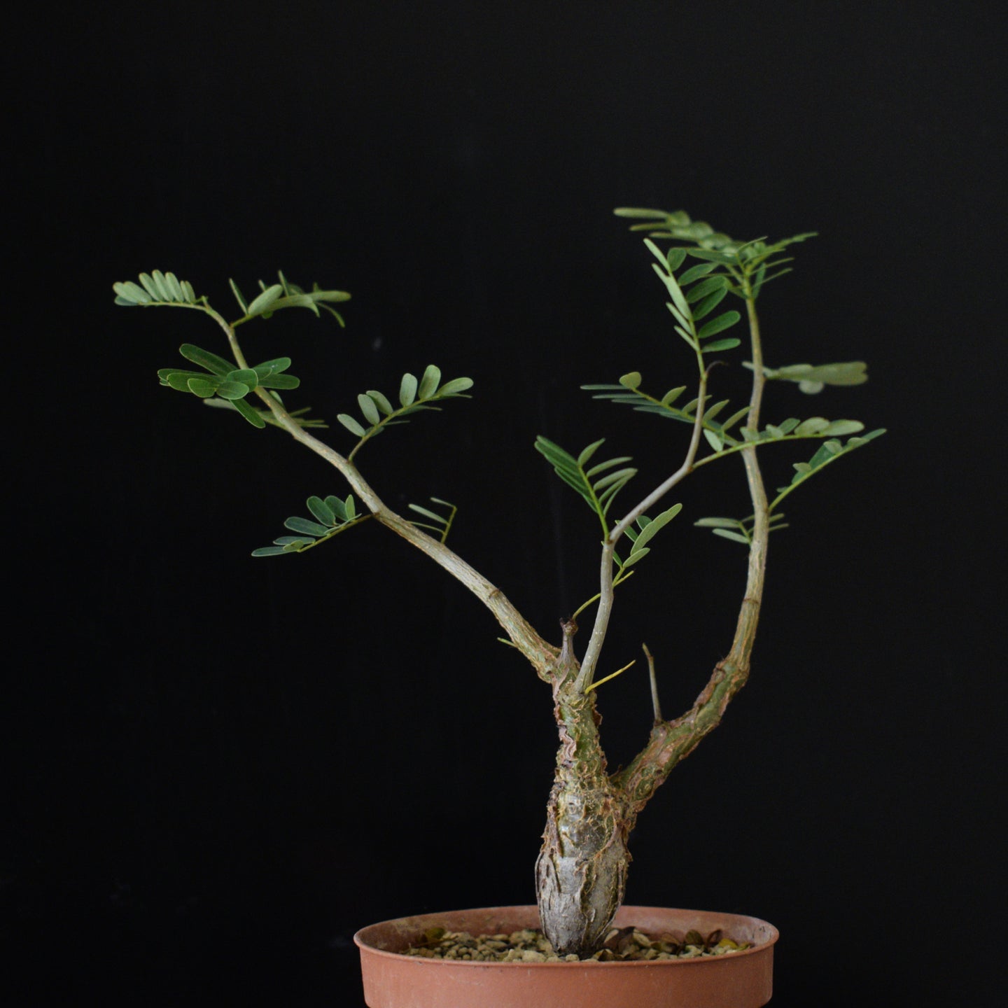 Senna Meridionalis - 15cm