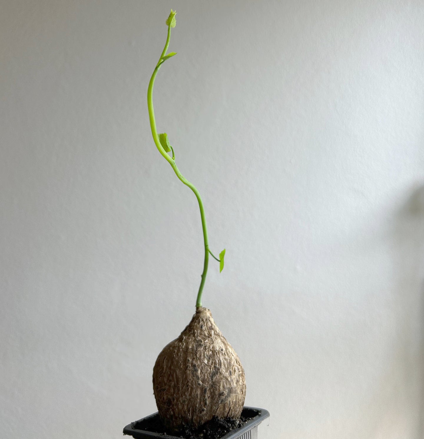 Stephania Glabra