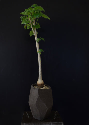 Sterculia Rynchocarpa
