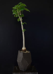 Sterculia Rynchocarpa