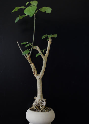 Sterculia