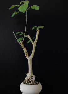 Sterculia