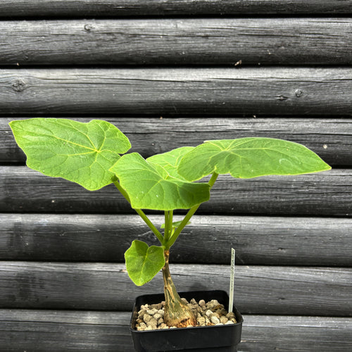 Uncarina Ankaranensis