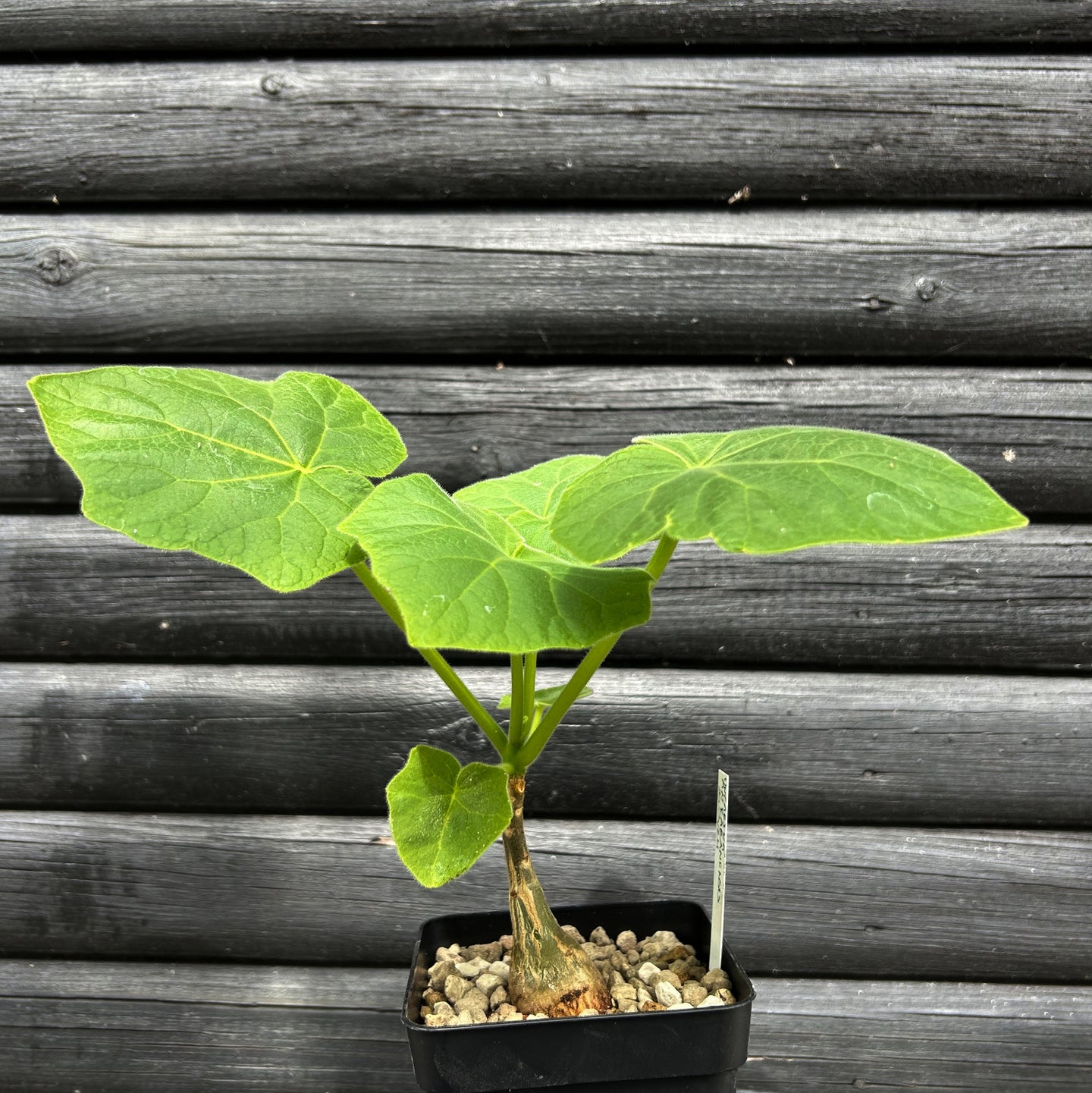 Uncarina Ankaranensis
