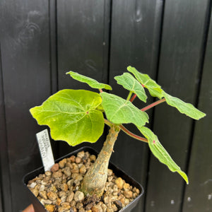 Uncarina Decaryi - mindre