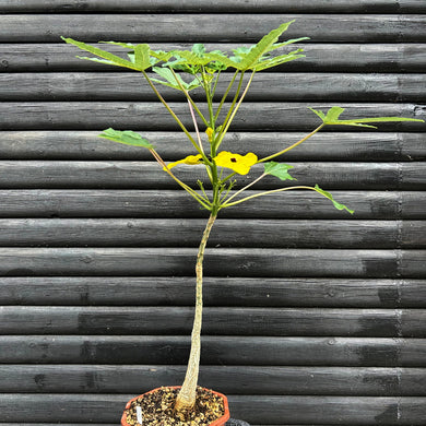 Uncarina Decaryi - stor