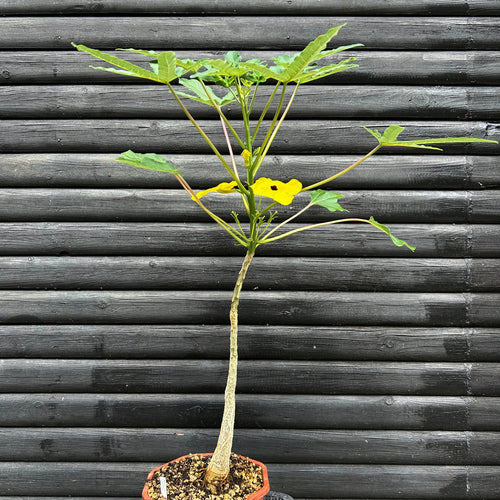 Uncarina Decaryi - stor